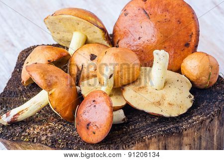 Suillus Luteus, Mushrooms