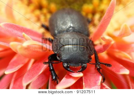Lesser stag beetle