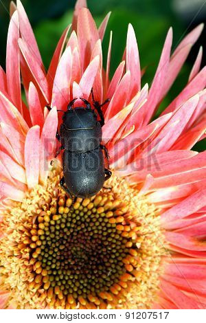 Lesser stag beetle