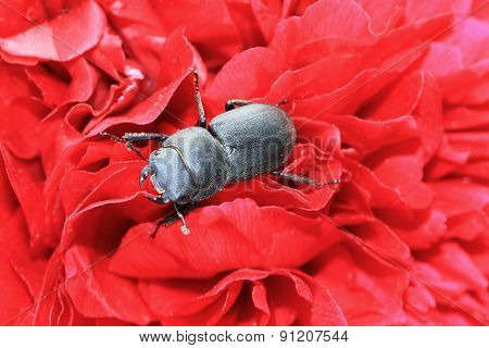 Lesser stag beetle