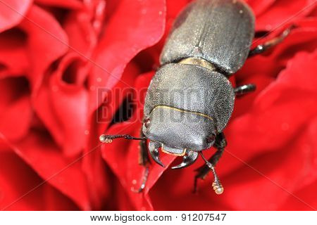 Lesser stag beetle