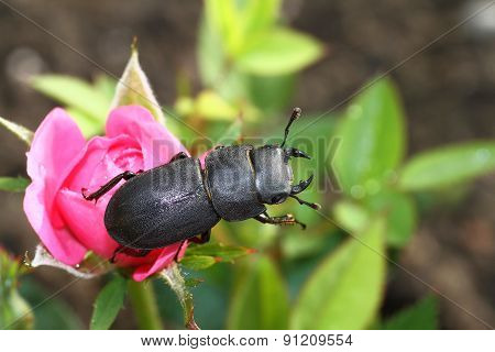 Lesser stag beetle