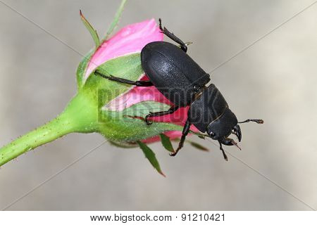Lesser stag beetle