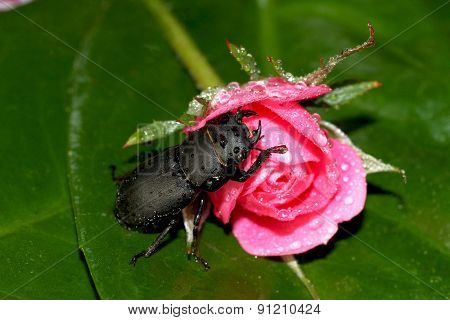 Lesser stag beetle