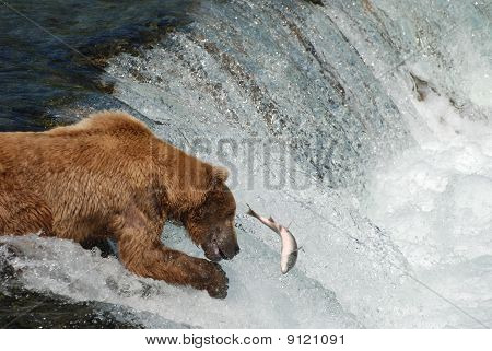 Björn fiske på Falls