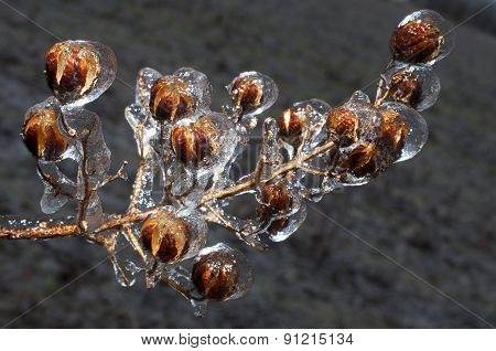 Icy Crape Myrtle