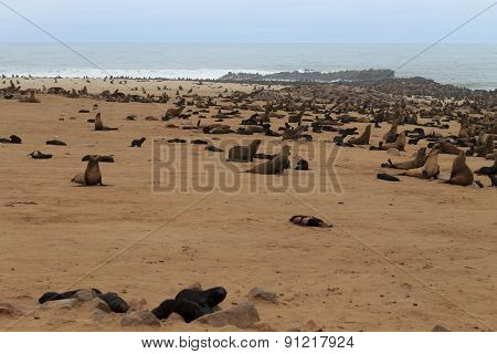 Cape Fur Seals