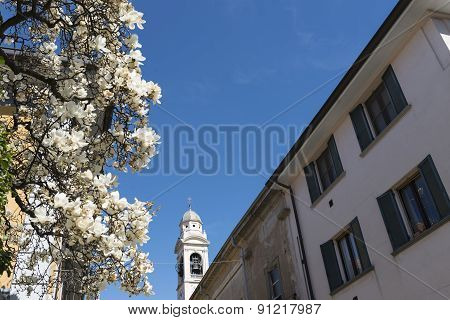 Magnolia With White Flowers