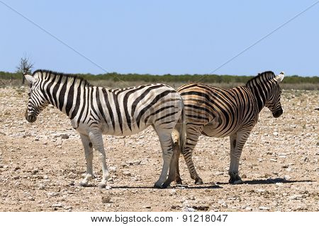 Couple Of Zebras