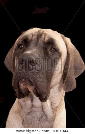 Cucciolo di Mastino