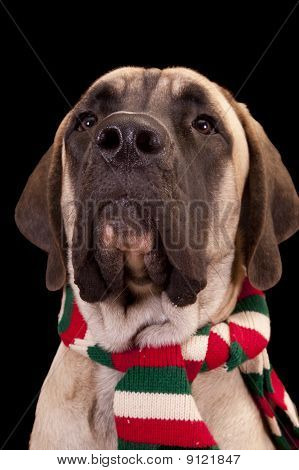 Filhote de Natal