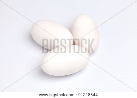 Crocodile Alligator Eggs Group White Background