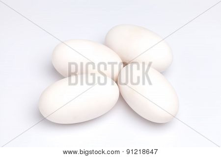 Crocodile Alligator Eggs Group White Background