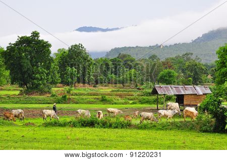 natural green rice field after raining