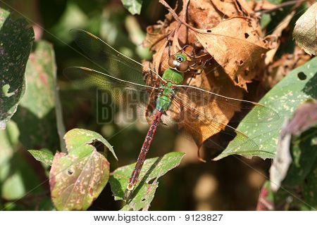 녹색 Darner 잠자리