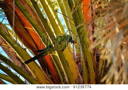 Parrot Tropical Bird