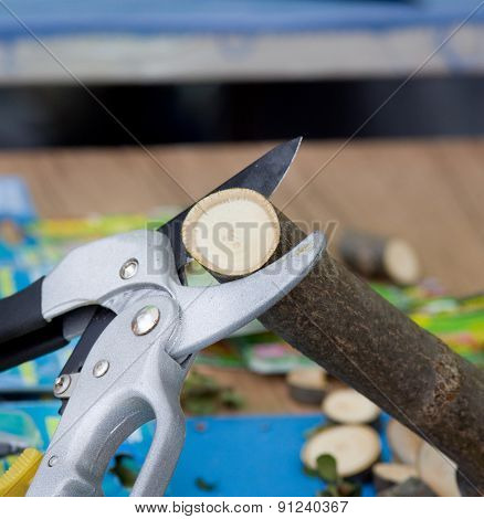 Scissors For Pruning Branches