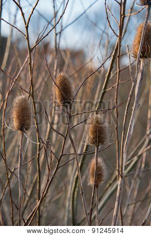Spiney bulrushes