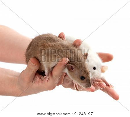 Brown And White Rats In Hands