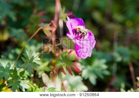 Bee On Purple Flower