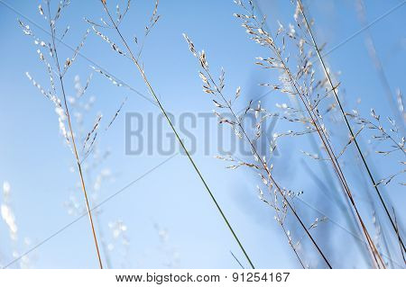 Natural Abstract Background - Bright Blue Sky And Dried Grass. Selected Soft Focus.