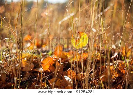 Autumn Forest - Fallen Leaves, Bright Sun, Dried Grass. Natural Autumn Background.