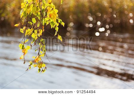 Natural Autumn Background - Bright Yellow Birch Leaves Above Sparkling Water. Vyborg, Russia.