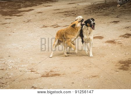 Dogs On The Beach, Schinias, Greece