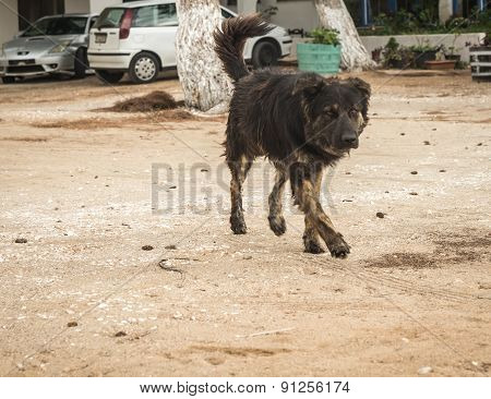Dogs On The Beach, Schinias, Greece