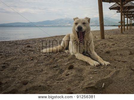 Dogs On The Beach, Schinias, Greece