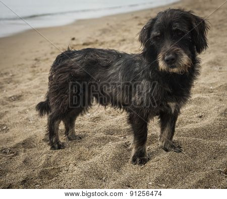 Dogs On The Beach, Schinias, Greece