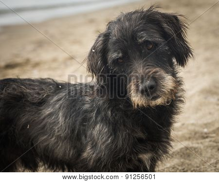Dogs On The Beach, Schinias, Greece