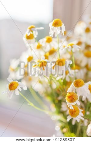 Bouquet Of Camomiles At Sunlight. Cozy Summer Morning At Home.