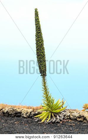 Green Succulent Flower