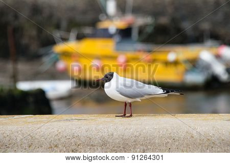 Black Headed Gull