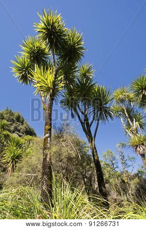 The cabbage tree is one of the most distinctive trees in the New Zealand landscape