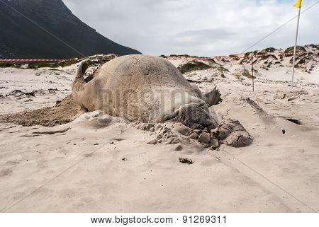 Sleeping Male Elephant Seal On A Beach