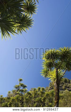 The cabbage tree is one of the most distinctive trees in the New Zealand landscape