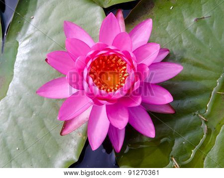 Pink water lily