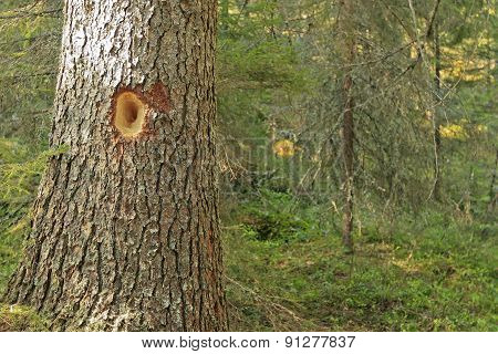 Close-up of spruce trees.