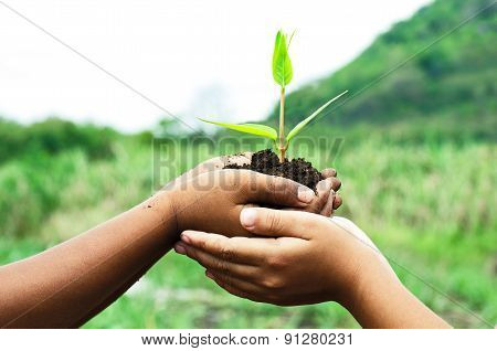 Child Holding Young Plant In Hands Against Spring Green Background. Ecology Concept