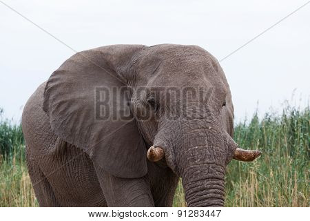 Big African Elephants On Etosha National Park