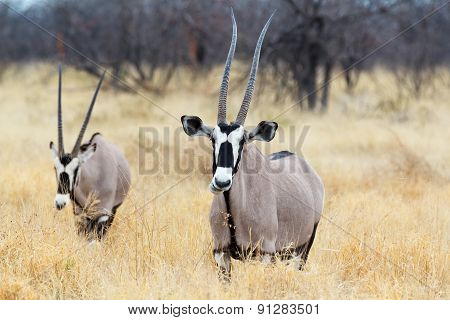 Close Up Portrait Of Gemsbok, Oryx Gazella