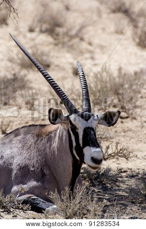 Close Up Portrait Of Gemsbok, Oryx Gazella