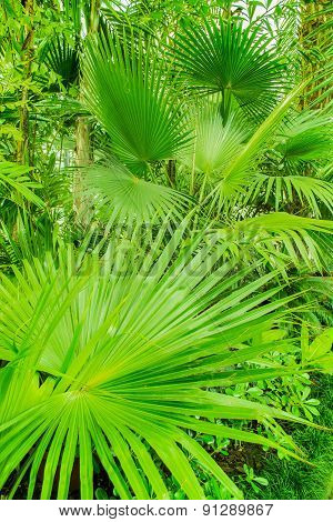 Plant (washingtonia filifera)