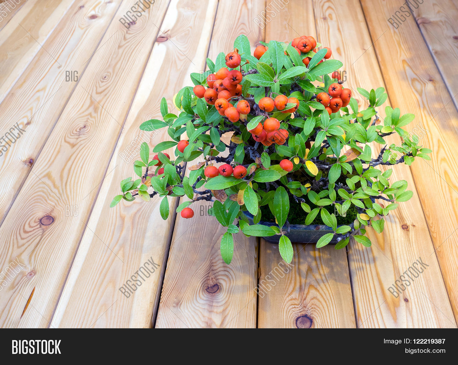 Image Preview