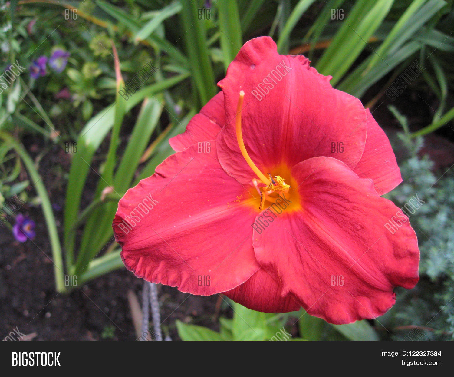 Image Preview