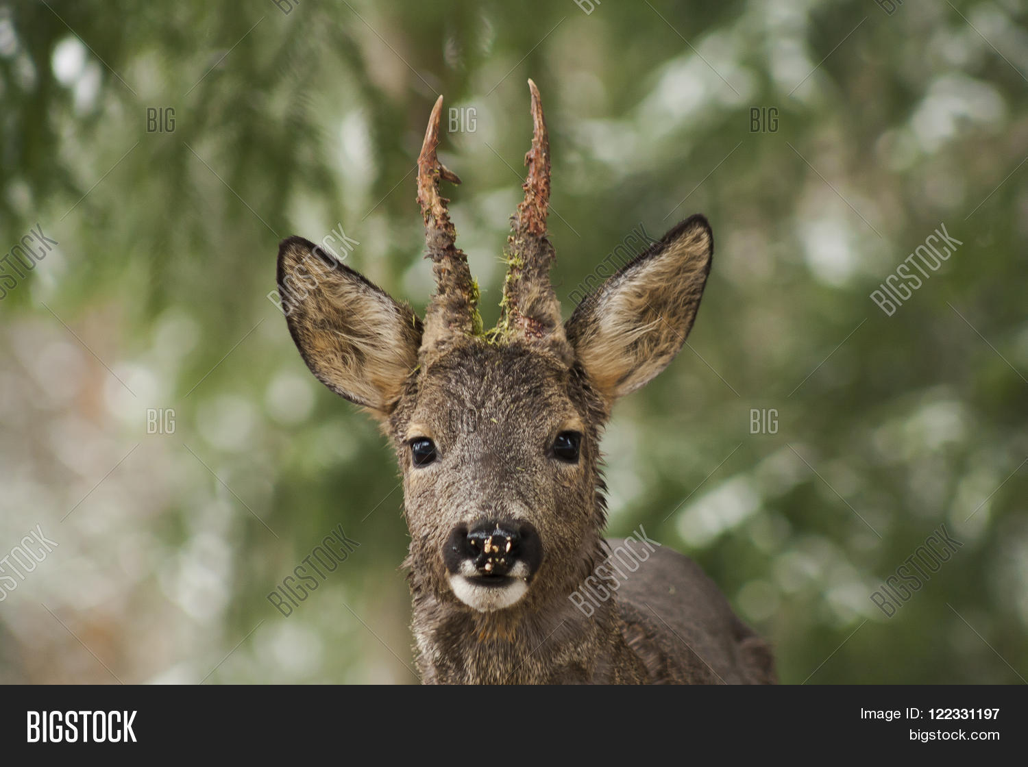 Image Preview