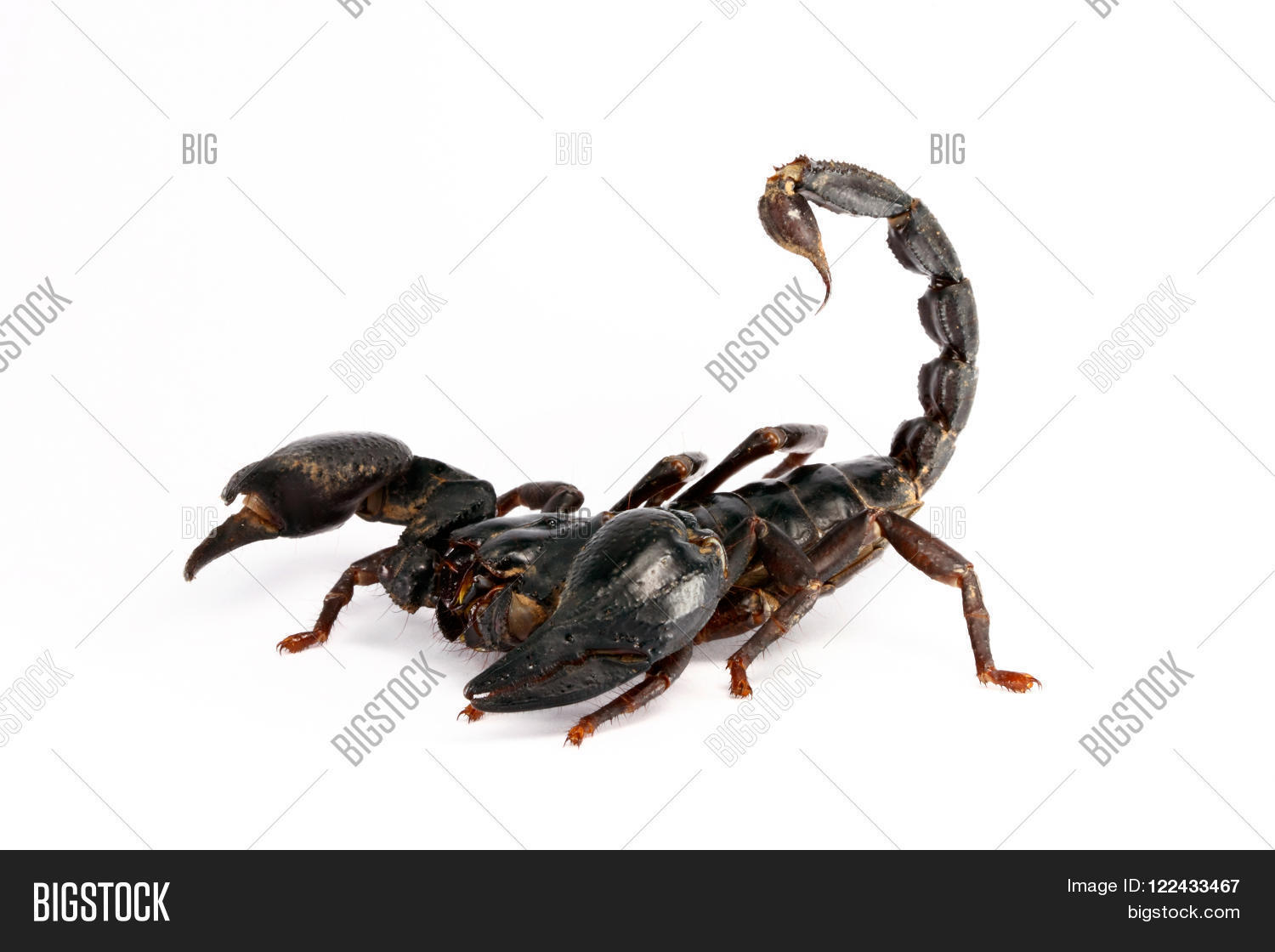 Image Preview