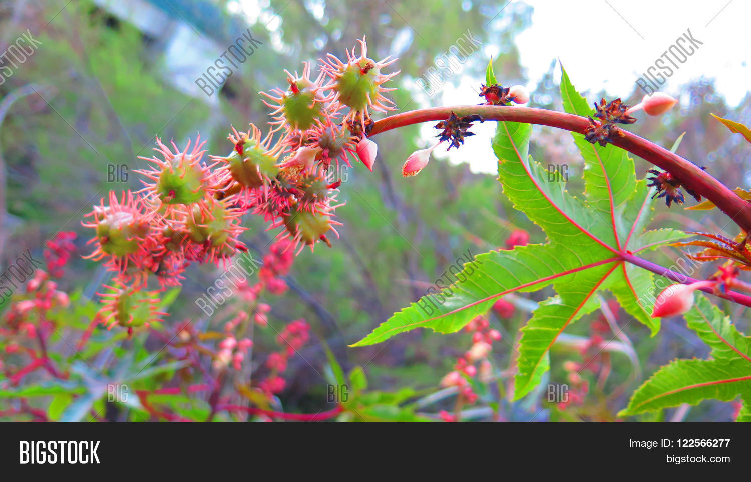 Prickly Green Seed Image Photo (Free Trial) Bigstock
